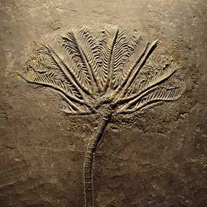 Paleontology